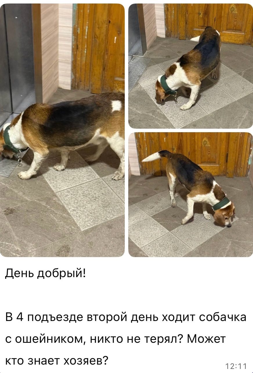 Найдена собака в Слониме — г. Орехово- Зуево, потерялась собачка. Может кто то узнает по ошейнику?