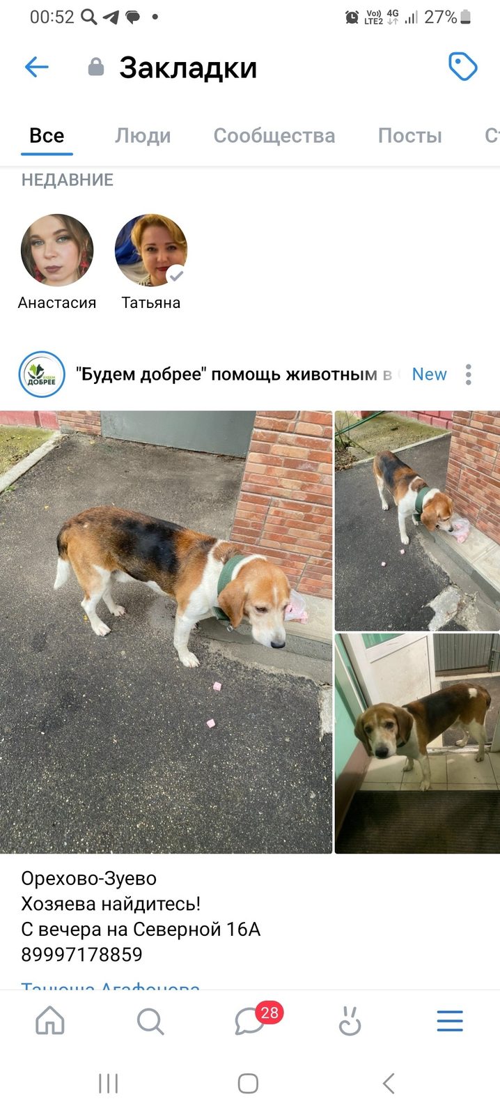 Найдена собака в Слониме — Орехово-Зуево