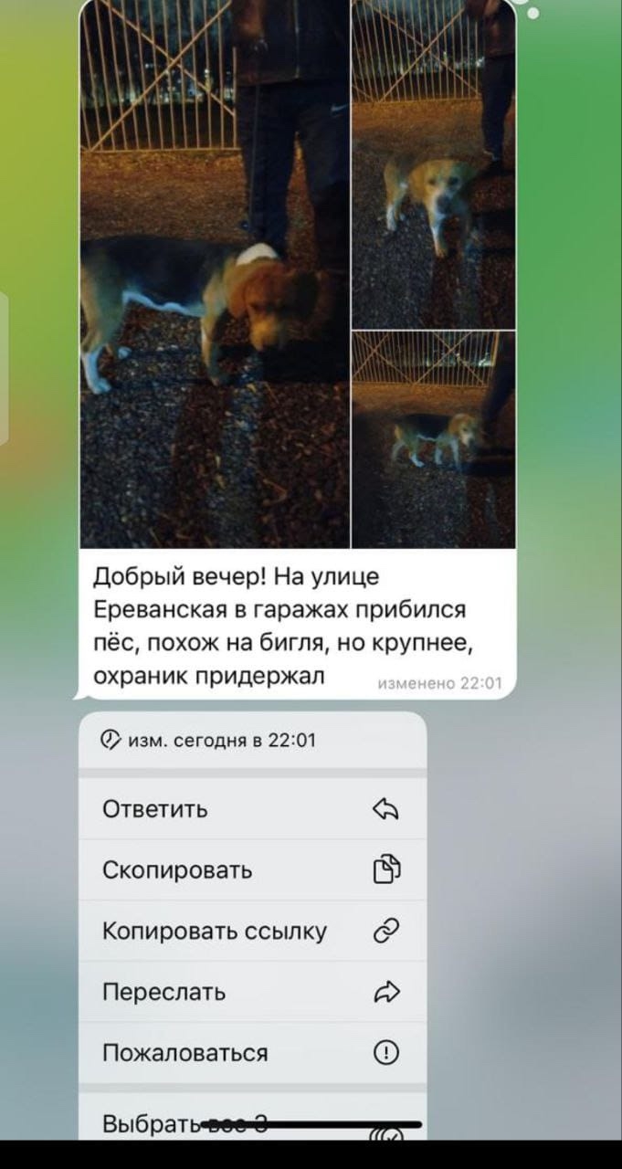 Найдена собака в Слониме — г. Москва
