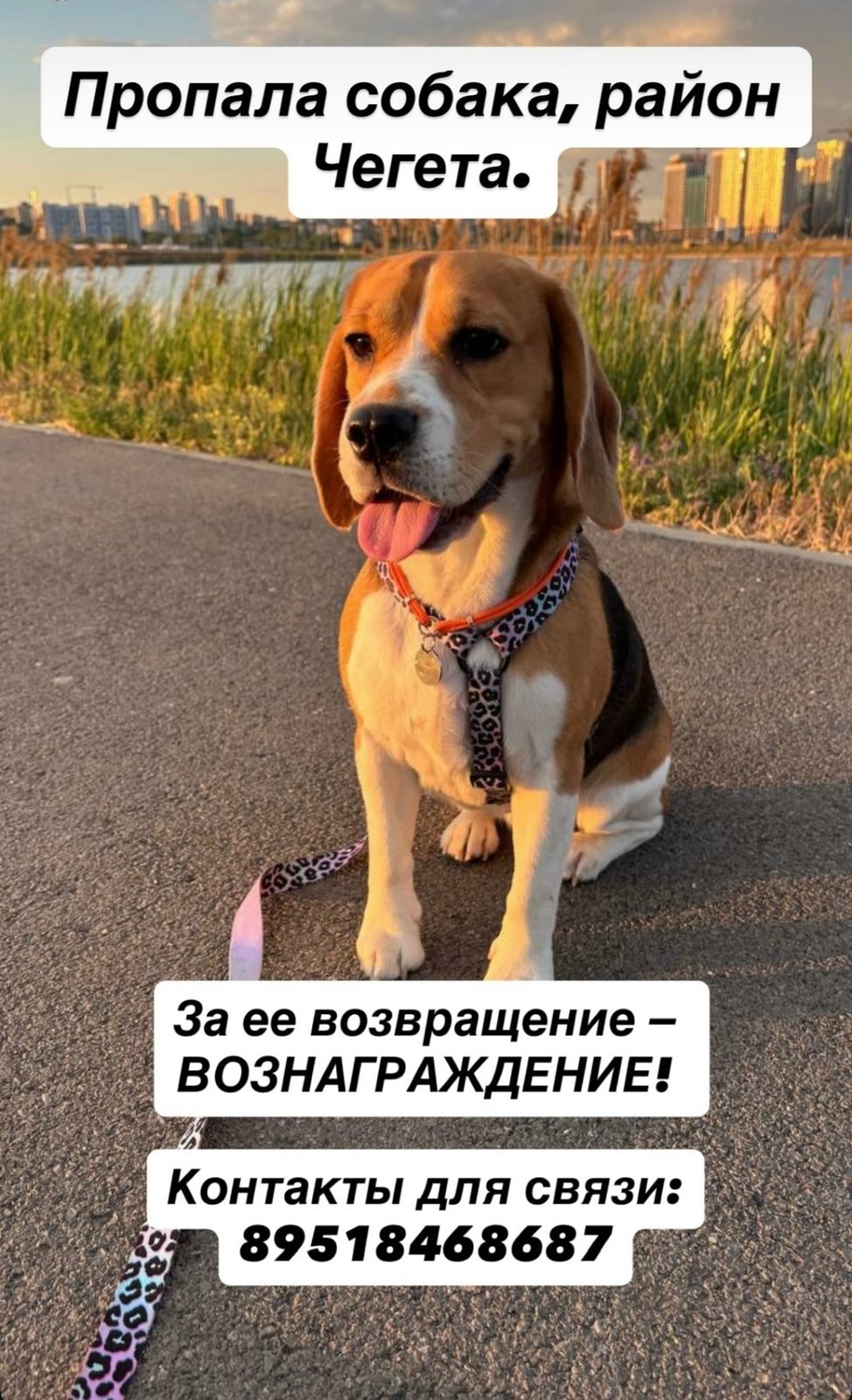 Найдена собака в Слониме — фото объявления