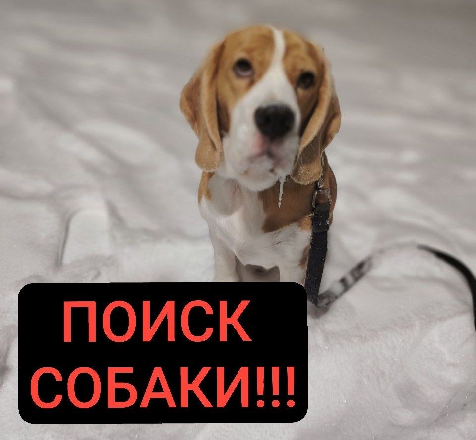 Найдена собака в Слониме — Дома!!!