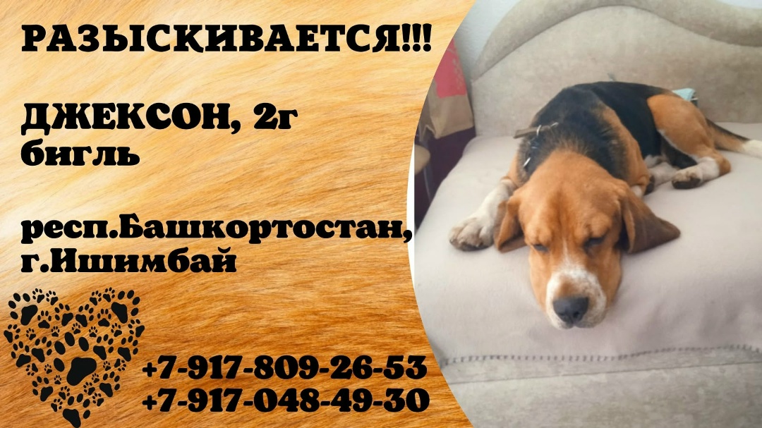 Найдена собака в Слониме — ПОИСКИ‼️ ПРОДОЛЖАЮТСЯ ‼️ ВНИМАНИЕ!! ПОТЕРЯШКА!!