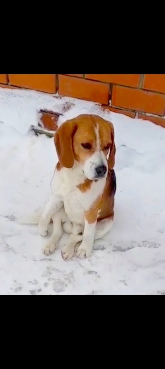 Найдена собака в Слониме — Курск 🆘 SOS ‼️Сердце разрывается... 💔🐾