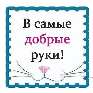 Найдена кошка в Орше — Стерелизовать домашнюю кошку?!