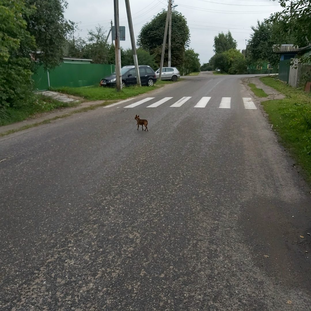 Найдена собака в Орше — МАКСИМАЛЬНЫЙ РЕПОСТ!!