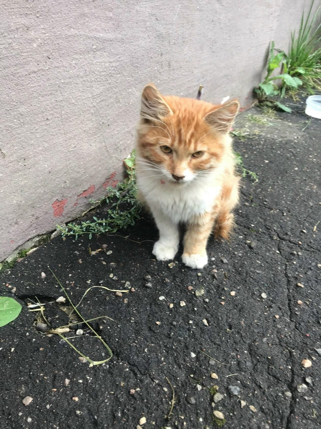 Найдена кошка в Орше — Ищем дом очень грустному котёнку.