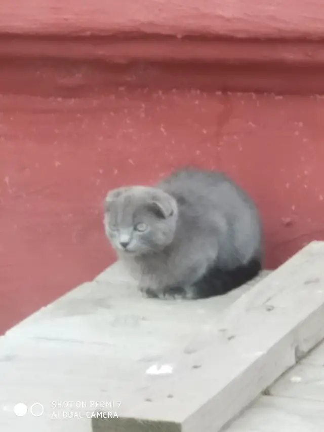 Найдена кошка в Орше — На Молокова возле магазина "остров чистоты" бегает бездомный котенок, похоже британец. Может у кого-то…