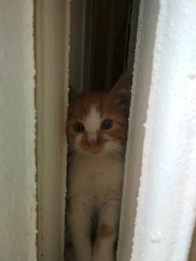 Найдена кошка в Орше — Котя ищет дом. Помогите найти, не отворачивайтесь! Вчера моя мама педагог, возле школы подобрала…
