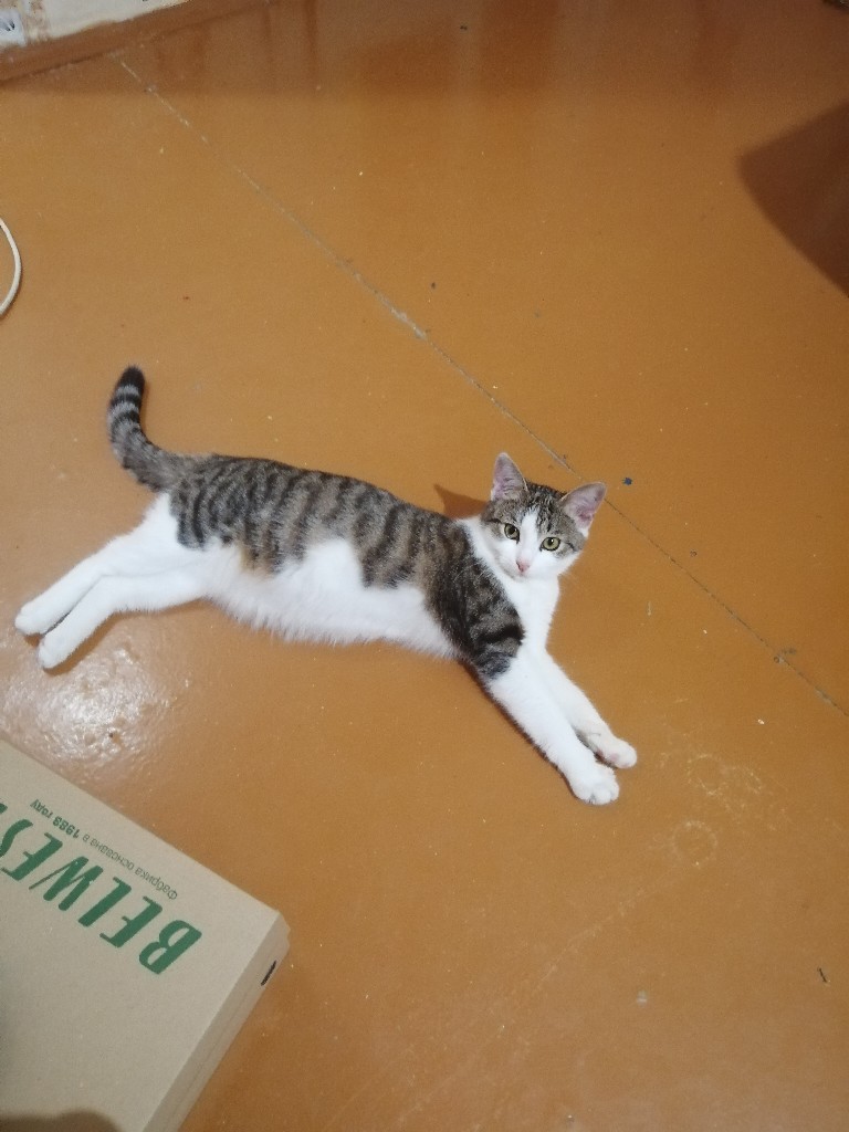 Найдена кошка в Орше — Доброе утро! Для Кошечки, которую я подобрала с улицы, ищу самых преданных хозяев. Стерилизована и…