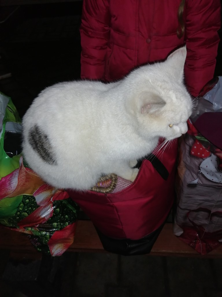 Пропала кошка в Орше — Вчера на остановке в центре сидела вот такая красавица. Может чья-то потеряшка. Кошка ухоженная, очень…
