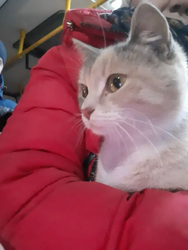 Пропала кошка в Орше — Чья потеряшка???