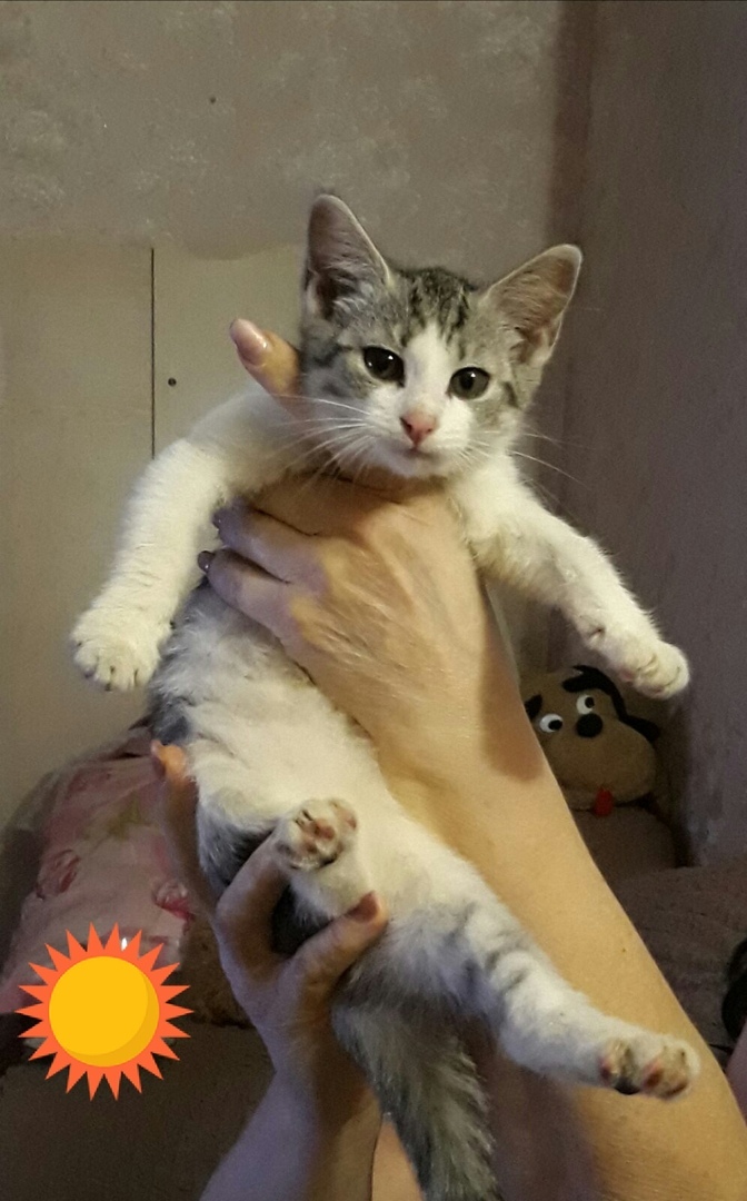 Найдена кошка в Орше — КОТЕНКУ НУЖНЫ ХОЗЯЕВА!!!