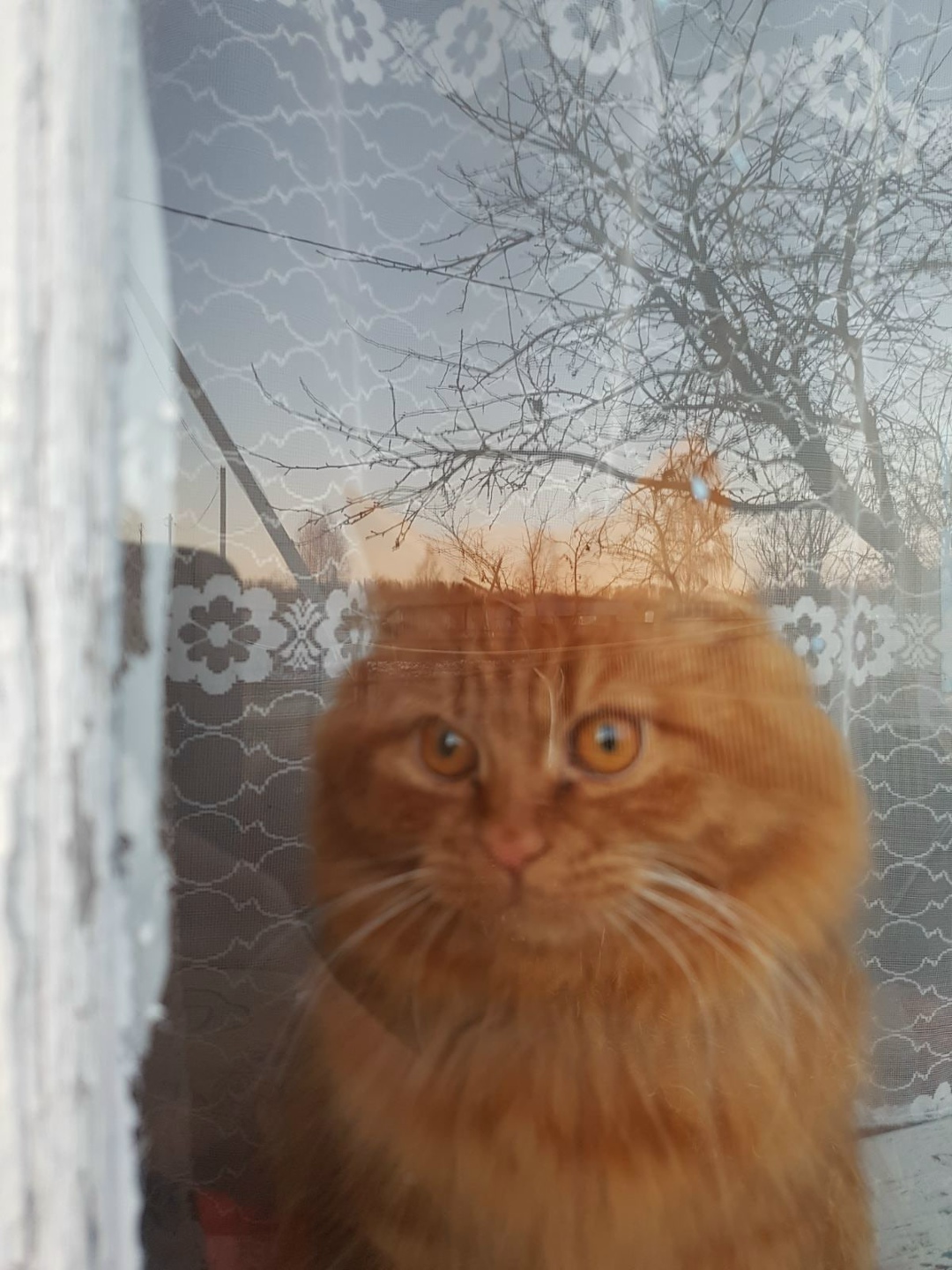 Пропала кошка в Орше — фото объявления