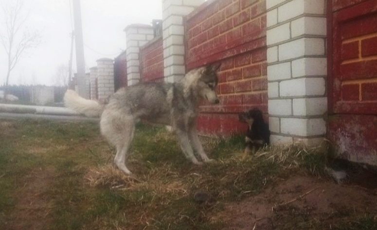 Найдена собака в Орше — фото объявления