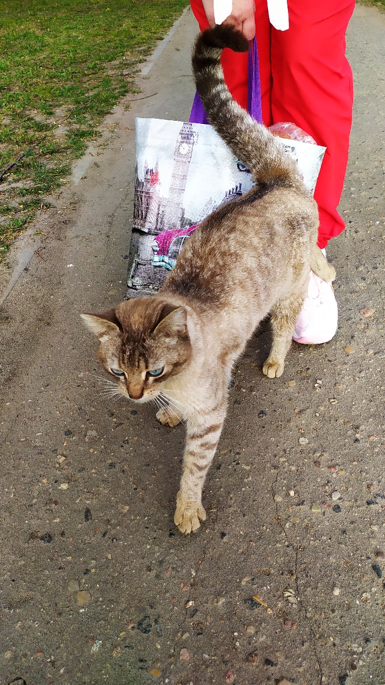 Найдена кошка в Орше — Здравствуйте. Чей котик(мальчик)?наверное потерялся.Видно,что домашний,с ошейником.Бегает возле…