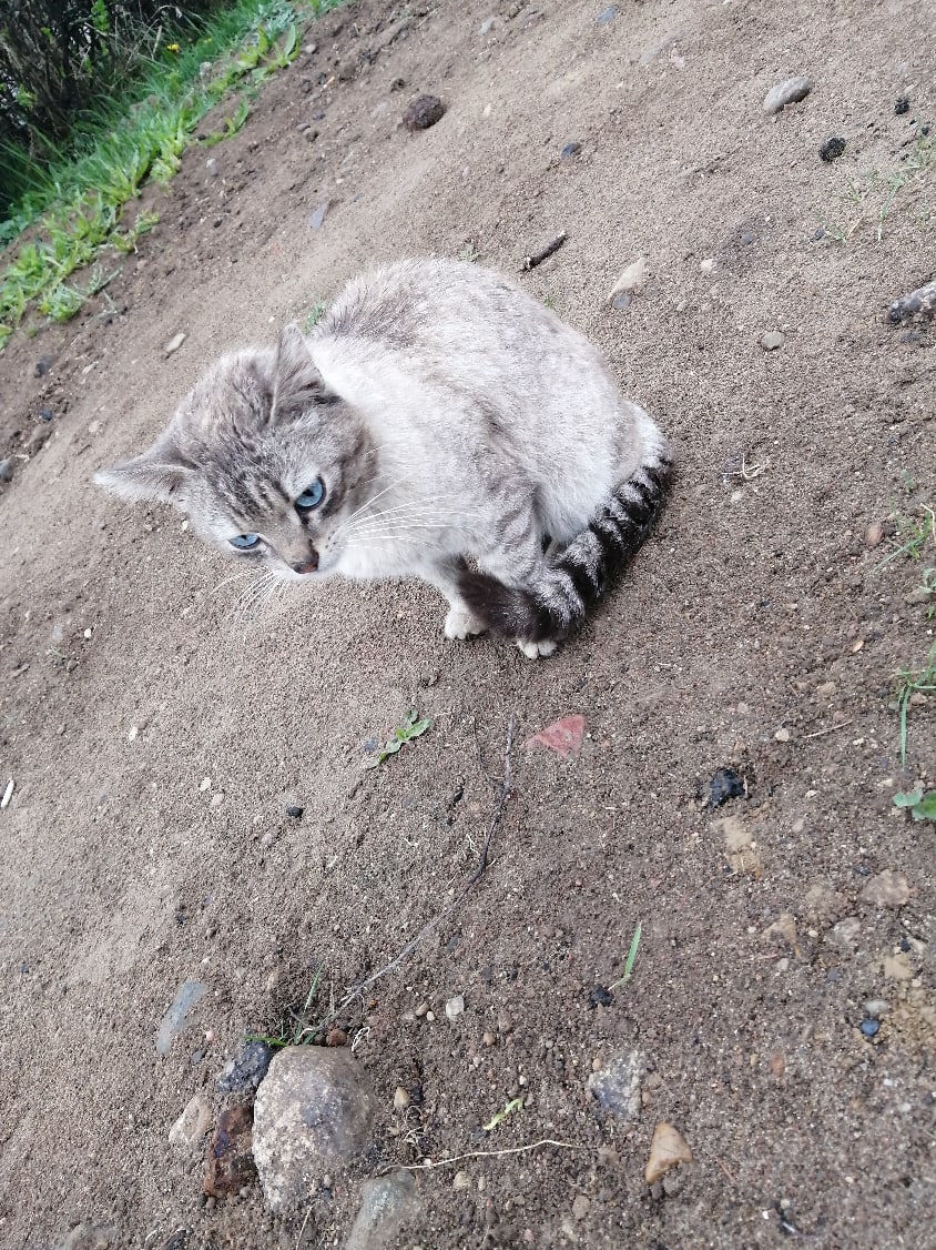 Найдена кошка в Орше — Может кто потерял котика? Ходит возле автошколы напротив авторынка которая. Есть чёрный ошейник. Ласковый…