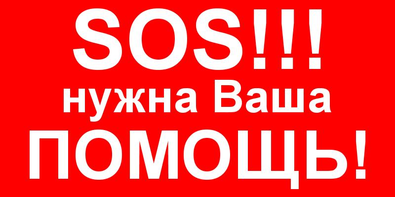 Найдена кошка в Орше — На центральном рынке на 105 месте утром обнаружили коробку с котятами, пять котят. Котята чистые, видимо…