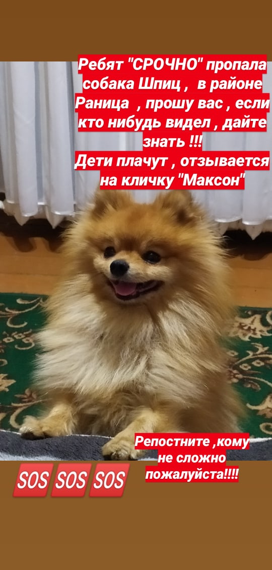 Пропала собака в Орше — фото объявления