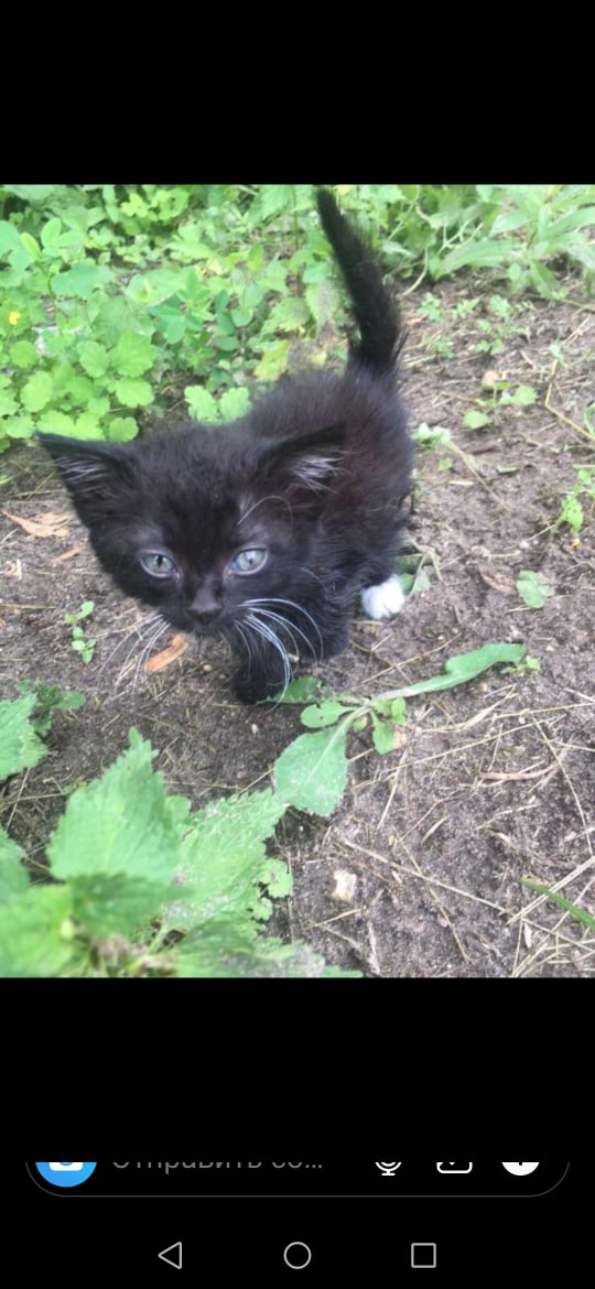 Найдена кошка в Орше — Ребят сегодня утром в пакете нашли котёнка 😤😨😬, долго у себя держать нет возможности, может нужен…