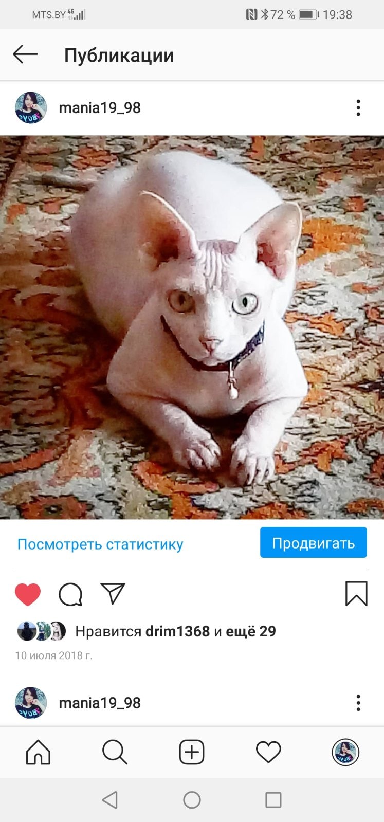 Найдена кошка в Орше — фото объявления