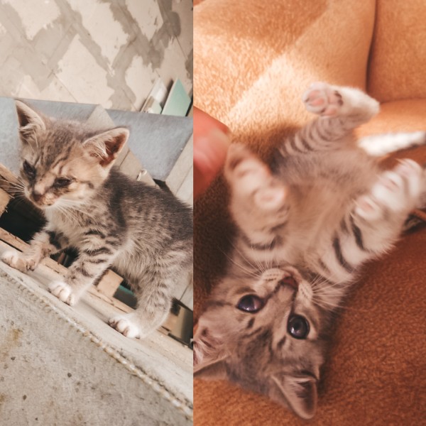 Найдена кошка в Орше — Котенок ( девочка) ищет дом! Срочно!Кошечка была найдена почти в безжизненном состоянии. Глаза были…