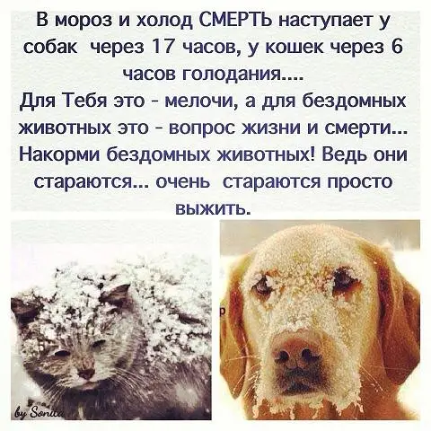 Пропала собака в Орше — Вот и наступили сильные морозы!!!