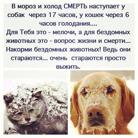 Пропала собака в Орше — Вот и наступили сильные морозы!!!