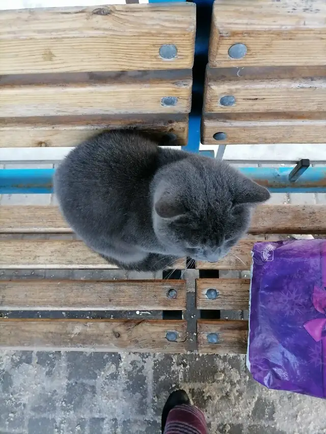 Пропала кошка в Орше — Орша, пр. Текстильщиков, кот сидит с утра на остановке.. Никуда не уходит. Похож на британца. Перед новым…