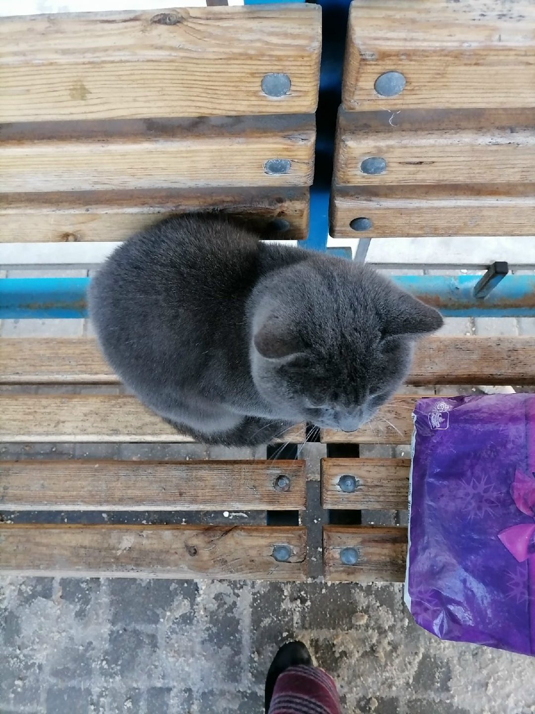 Пропала кошка в Орше — Орша, пр. Текстильщиков, кот сидит с утра на остановке.. Никуда не уходит. Похож на британца. Перед новым…