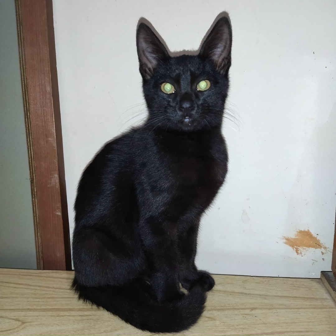 Найдена кошка в Орше — Здравствуйте....ищу хозяина котенка....находится в г.Барань ул.Оршанская вблизи магазина САНТА.....худой…