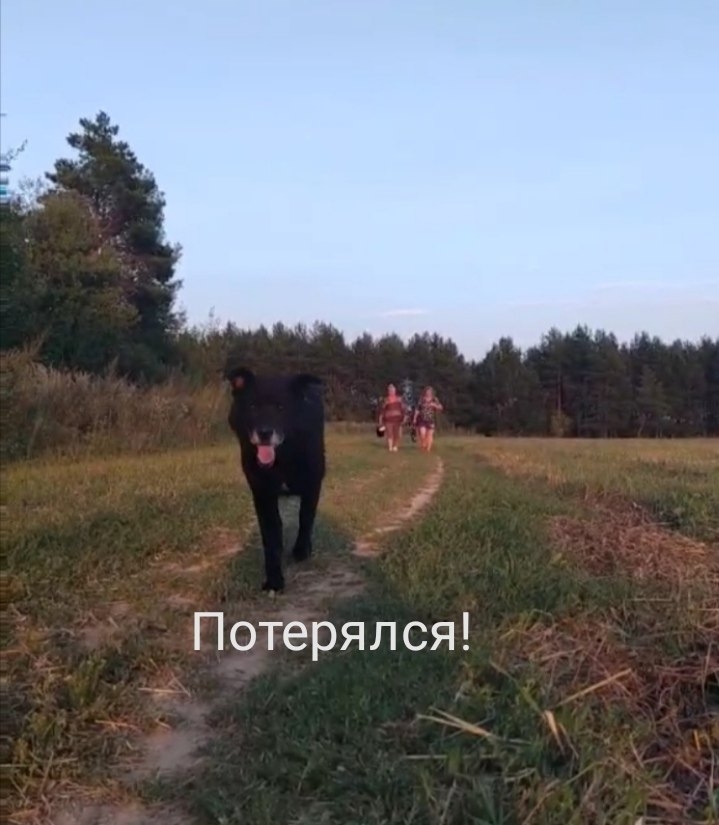 Пропала собака в Орше — У людей потерялся крупный, старенький пёс Жулик.