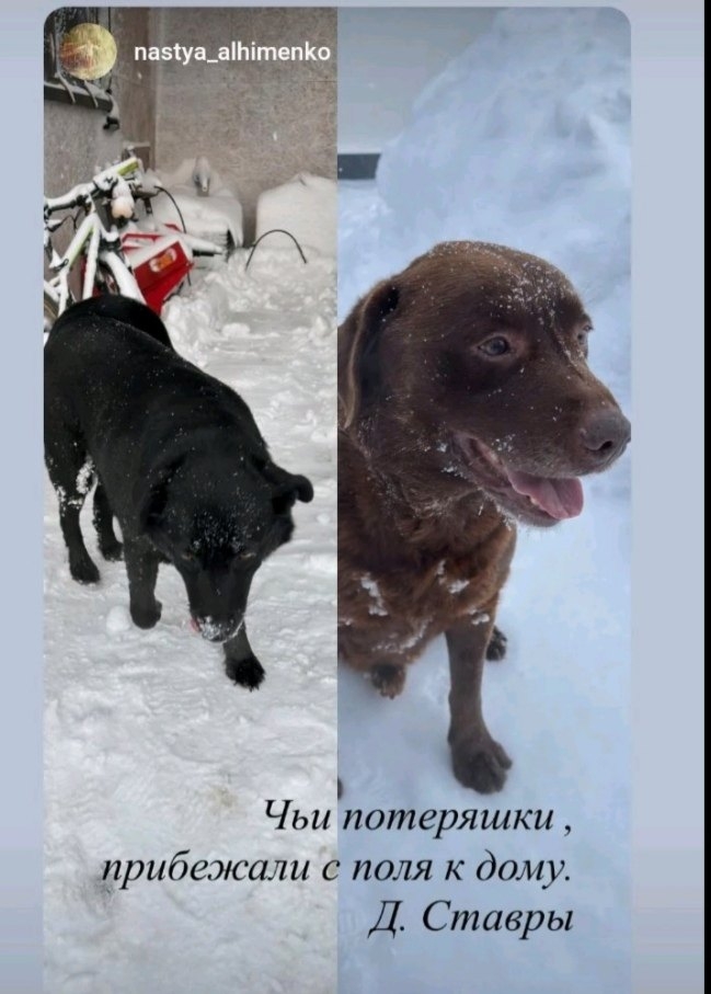 Пропала собака в Орше — Чьи потерянные собаки? В разных местах города..