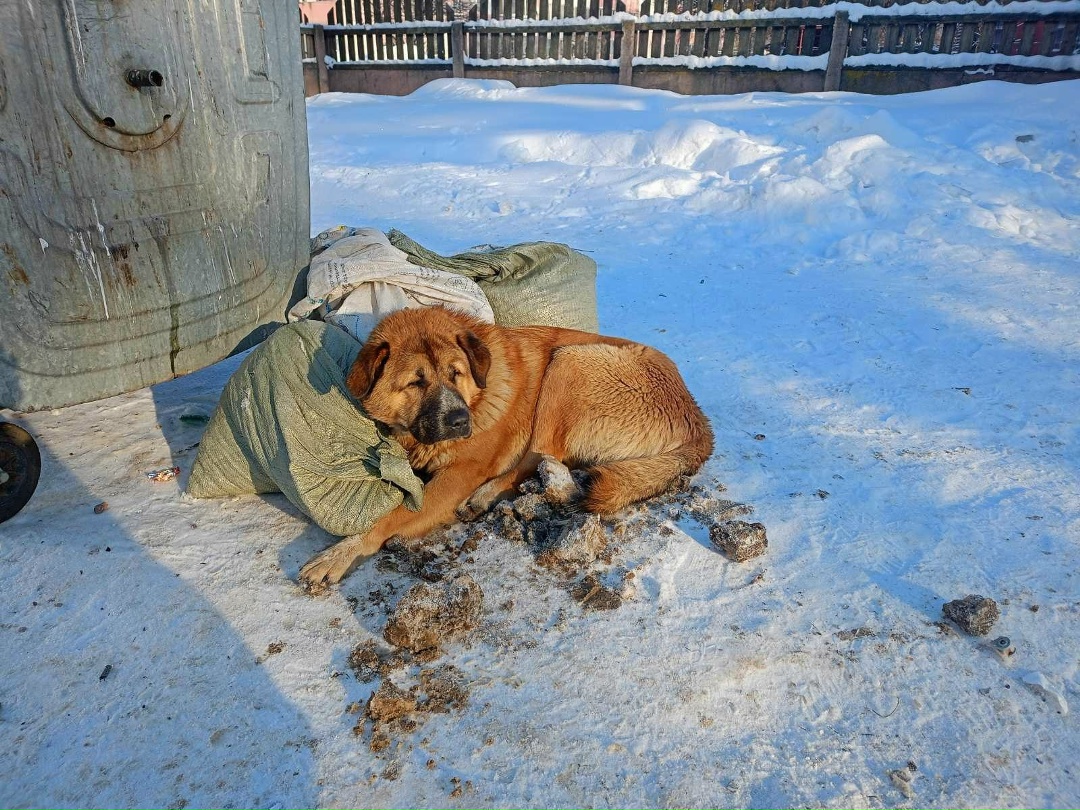 Найдена собака в Орше — Всем добрый день. На Восточной, недалеко от дет.сада 44, возле мусорок лежит пёс, может чей-то…