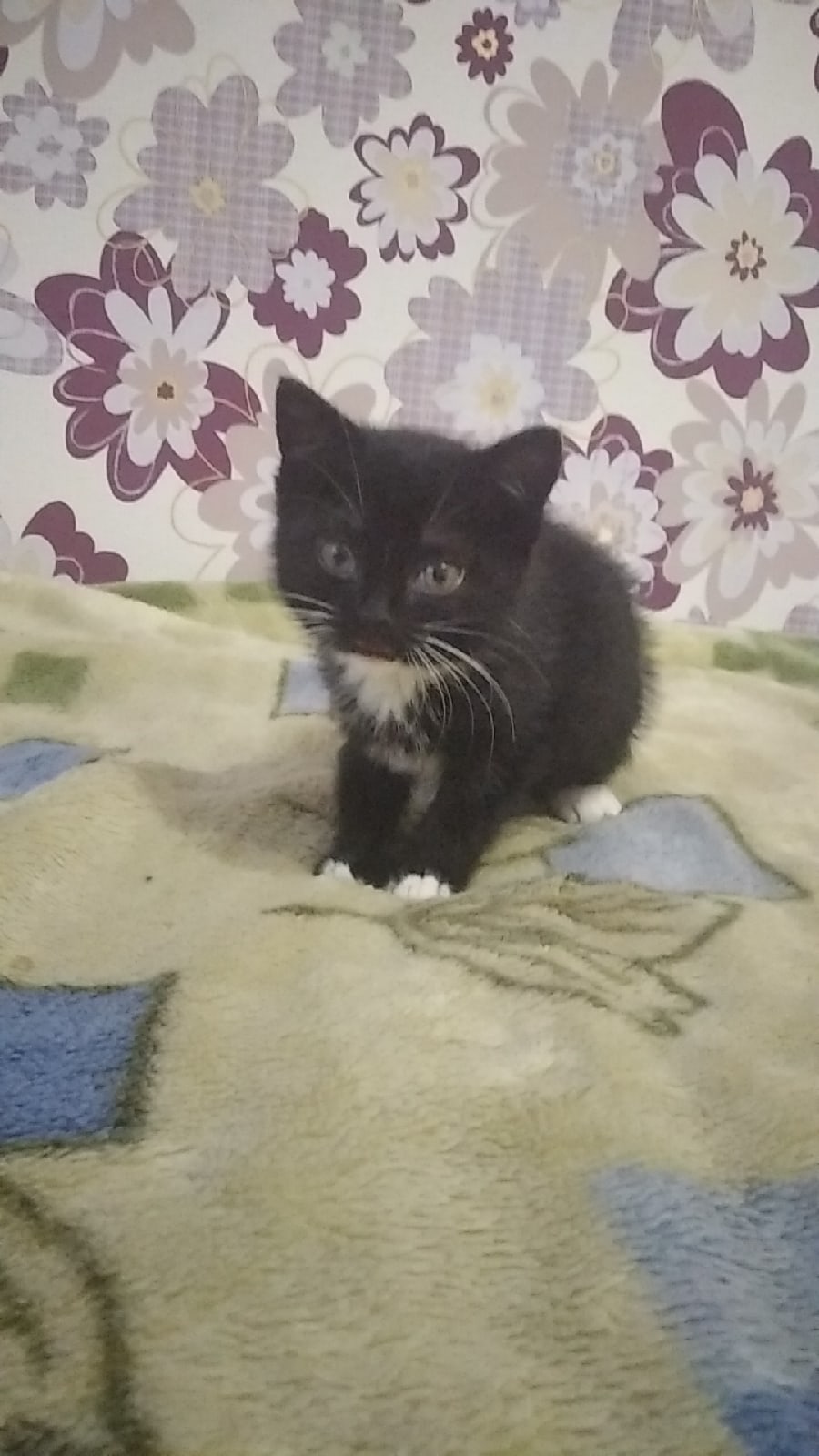 Найдена кошка в Марьиной Горке — Срочно ! Ласковый котёнок ищет хозяев .Нет возможности оставить себе, т.к. есть собака.