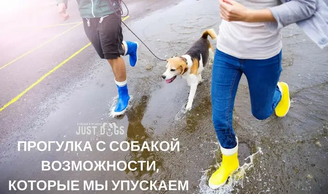 Найденная собака в Жлобине: ПРОГУЛКА С СОБАКОЙ — ВОЗМОЖНОСТИ, КОТОРЫЕ МЫ УПУСКАЕМ Найдена собака в Жлобине — ПРОГУЛКА С СОБАКОЙ — ВОЗМОЖНОСТИ, КОТОРЫЕ МЫ УПУСКАЕМ