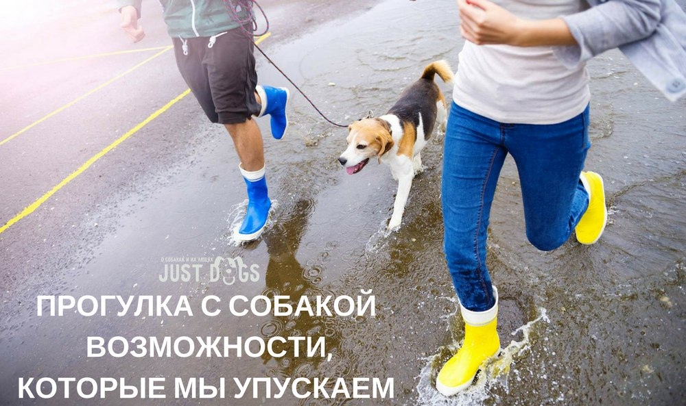 Найдена собака в Жлобине — ПРОГУЛКА С СОБАКОЙ — ВОЗМОЖНОСТИ, КОТОРЫЕ МЫ УПУСКАЕМ