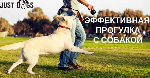 Найдена собака в Жлобине — Эффективная прогулка с собакой