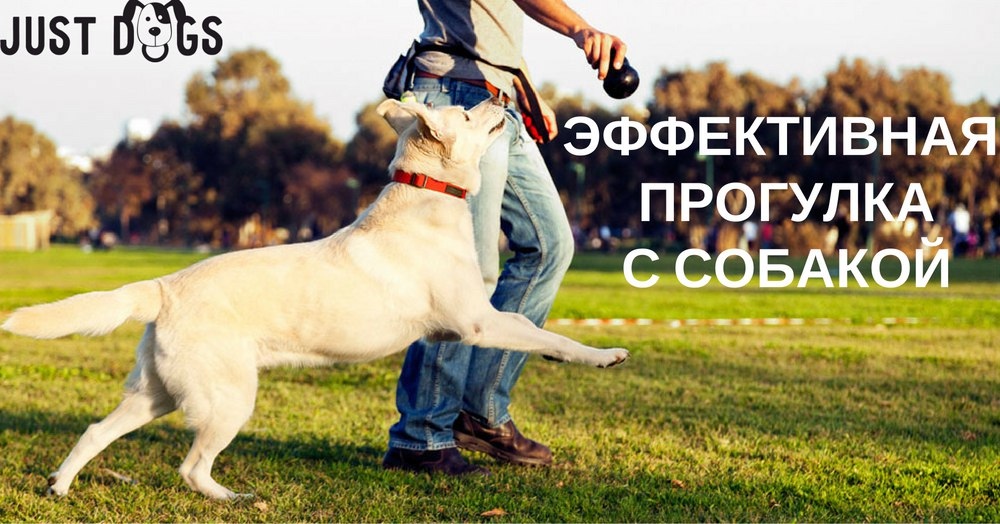 Найдена собака в Жлобине — Эффективная прогулка с собакой