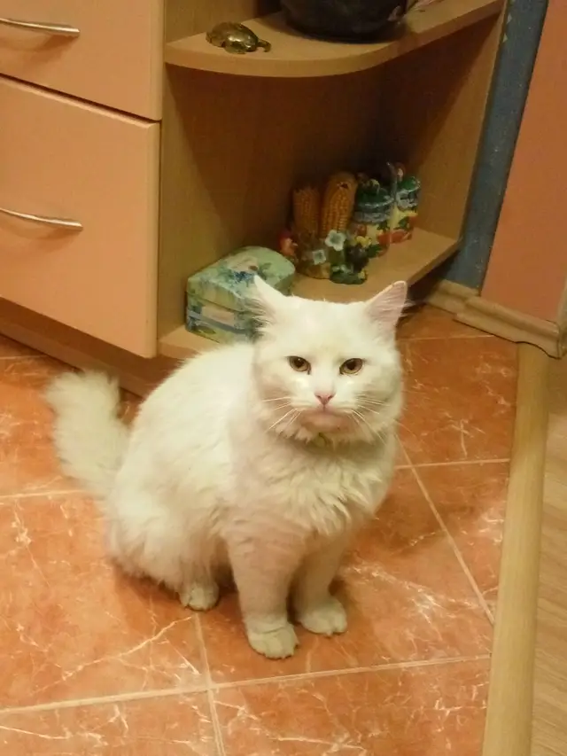 Найдена кошка в Новополоцке — В районе больничного городка подобрали кошку. Жалко стало перед морозами, взял к себе. Видно, что…