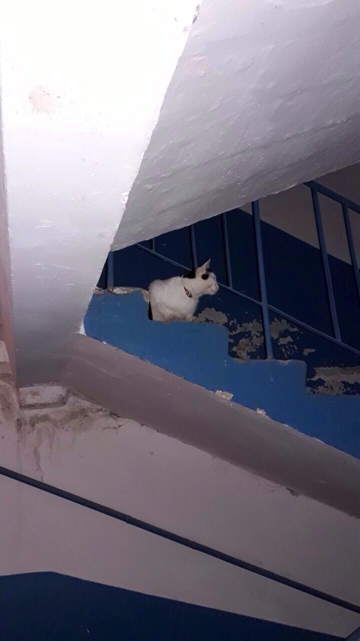 Найдена кошка в Новополоцке — Обнаружили миленькую кошечку/котика с ошейником, по адресу: