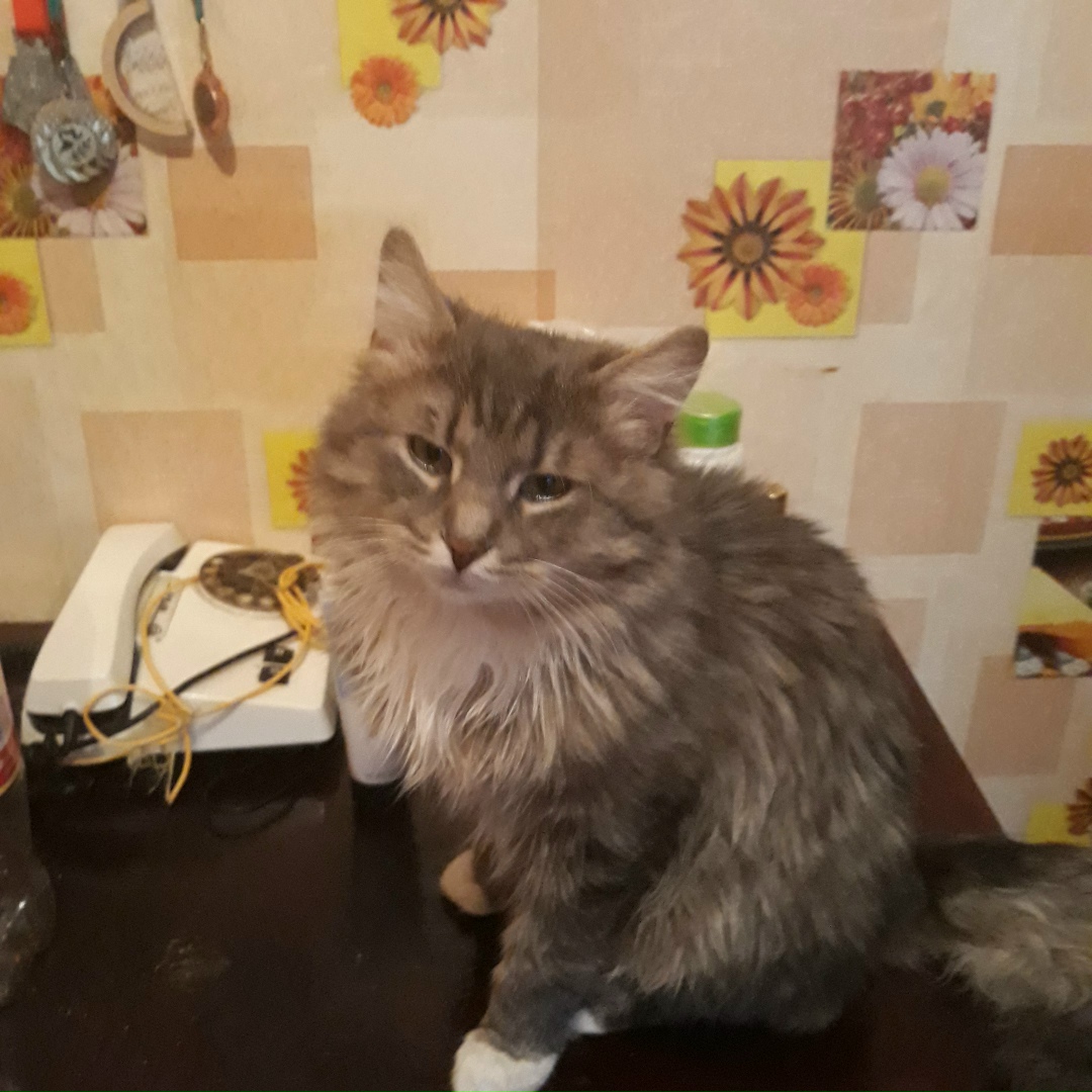 Пропала кошка в Новополоцке — фото объявления