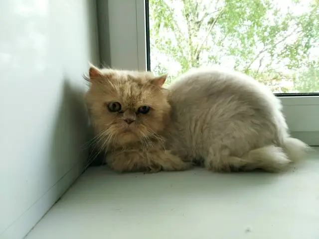 Найдена кошка в Новополоцке — В Полоцке, в районе Мариненко, возле 1А дома найден котик. Видно что недавно стрижен, на шее…