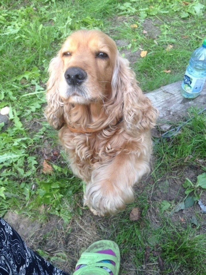 Найдена собака в Новополоцке — Продолжаем искать!6.10 в д.Остевичи Миорского р-на пропала собака кокер-спаниель рыжего окраса,на…