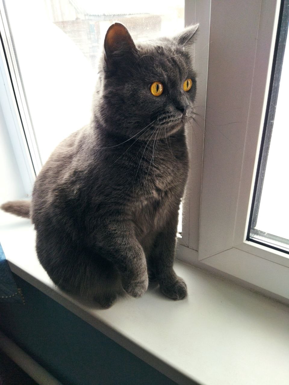 Пропала кошка в Новополоцке — СРОЧНЫЙ HELP! 🙏