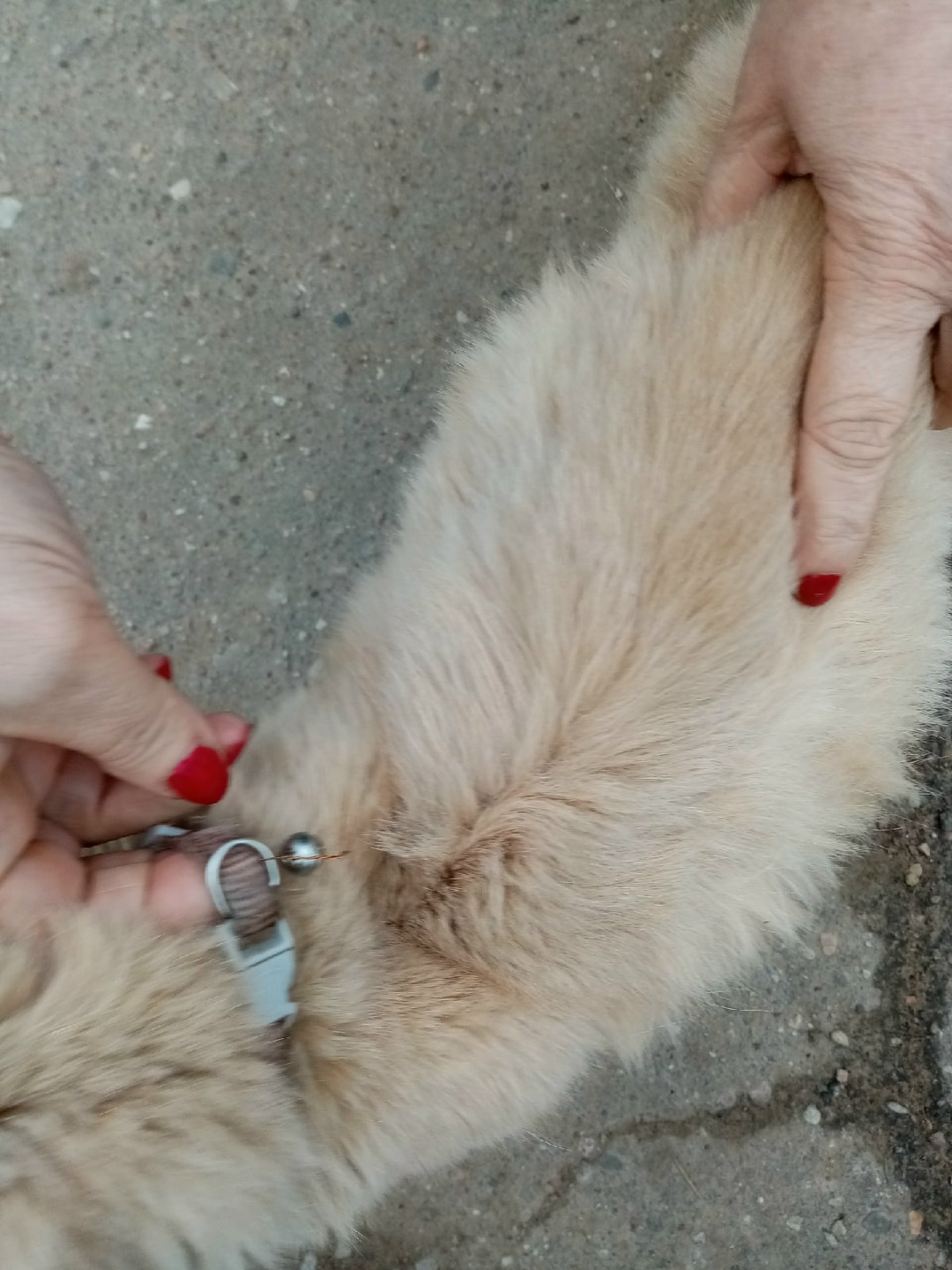 Найдена кошка в Новополоцке — Около больницы Ксты(Полоцк) найден кот рыжий. ужасно голодный. с ошейником с колокольчиком.