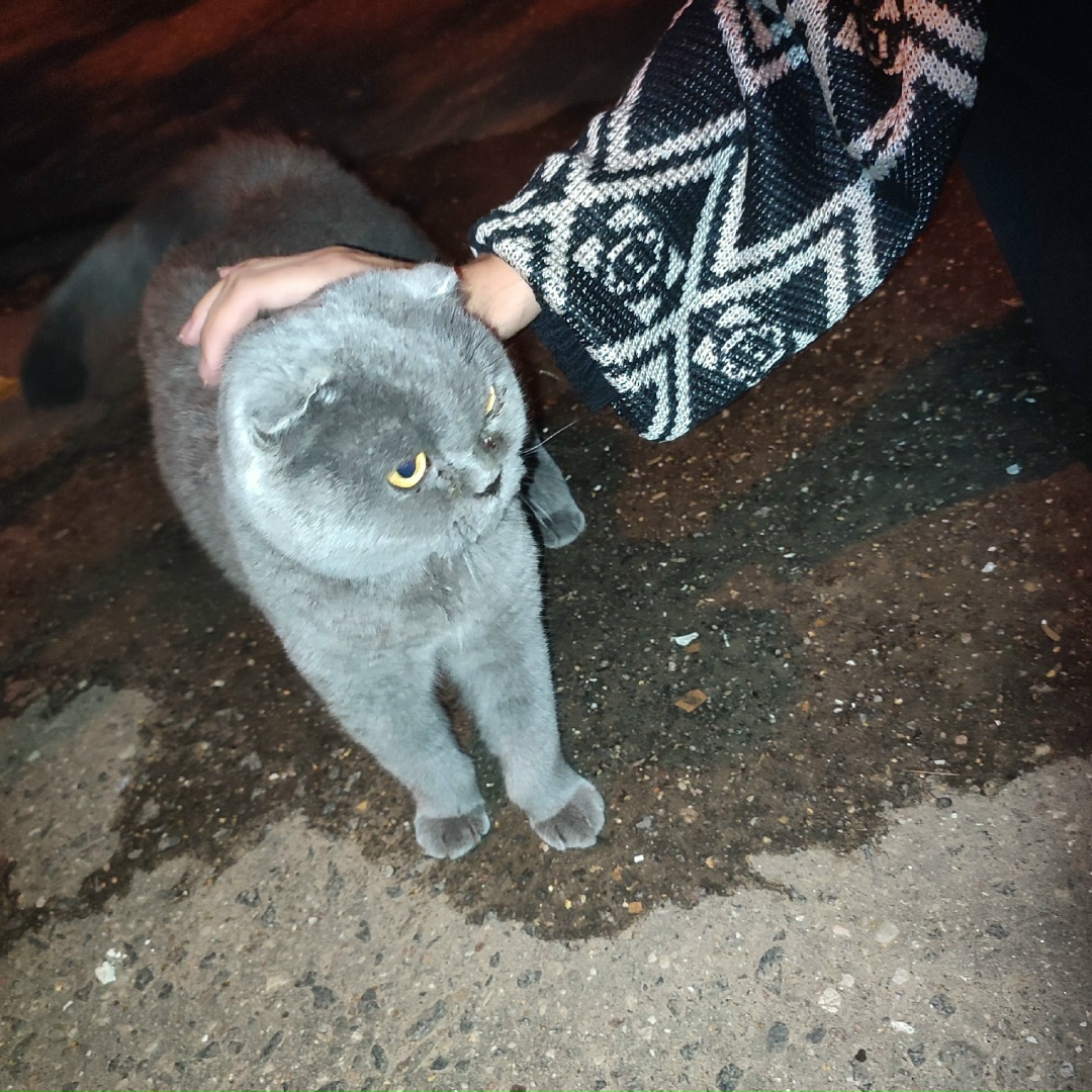 Найдена кошка в Новополоцке — здравствуйте, нашли кота в г. Полоцке, район Мариненко, 8 школа. Есть ошейник