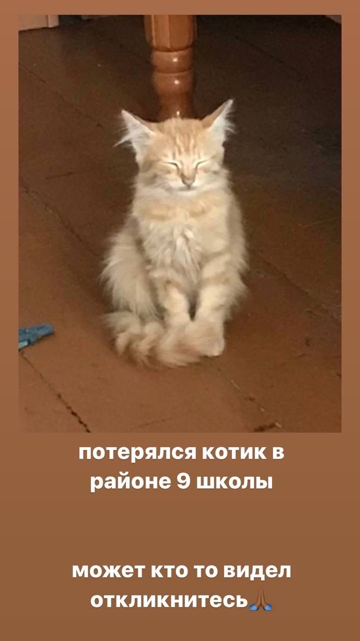 Найдена кошка в Новополоцке — фото объявления