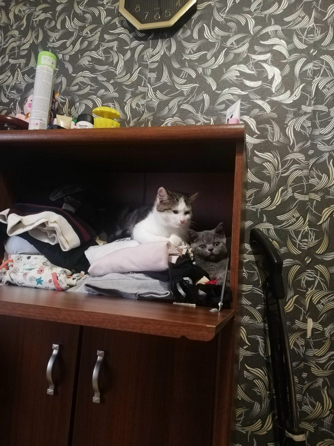 Пропала кошка в Новополоцке — фото объявления