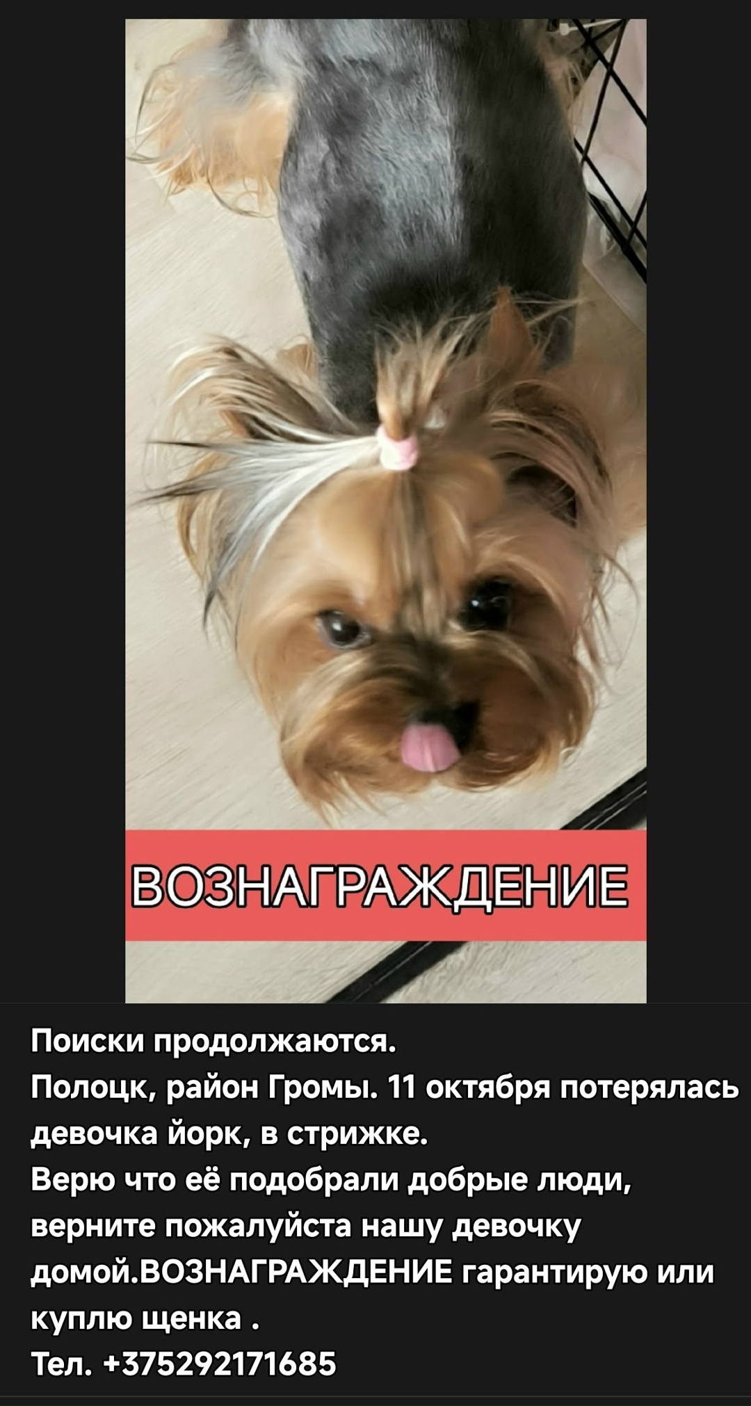 Найдена собака в Новополоцке — фото объявления