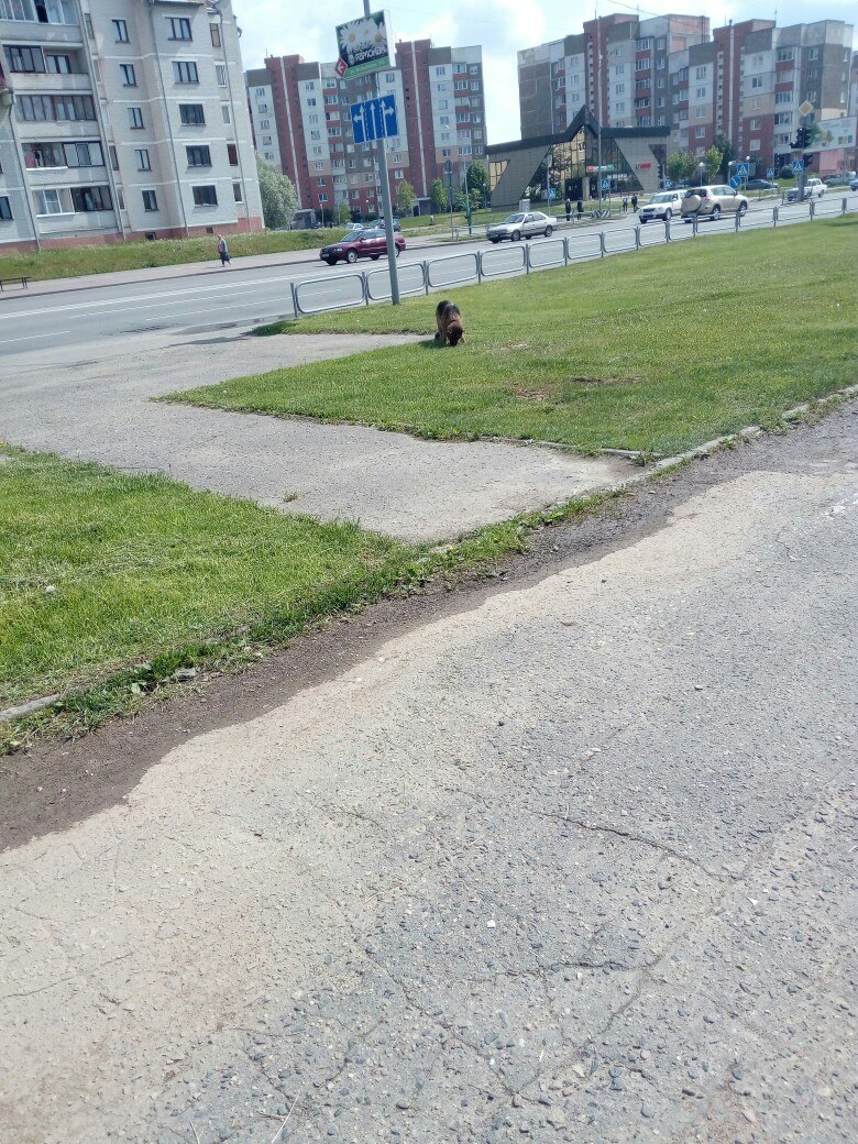 Найдена собака в Полоцке — На 8 микрорайоне бегает овчарка! Хозяин найдись....!шла по направлению к полимировским коттеджам